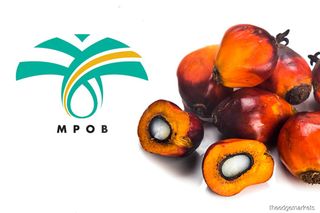 MPOB Makes Water-efficient Trees For Palm Oil Yield